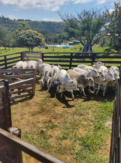 Foto 1 de Fazenda/Sítio com 4 Quartos à venda, 600m² em Centro , Vargem