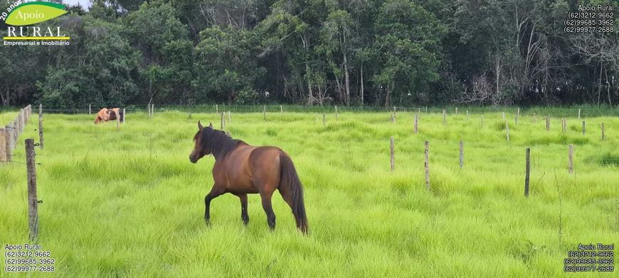 Foto 1 de Fazenda/Sítio com 4 Quartos à venda, 397622m² em Zona Rural, Bela Vista de Goiás
