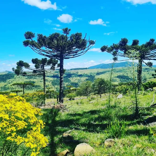 Foto 1 de Fazenda/Sítio à venda, 20000m² em Vacas Gordas, Urubici