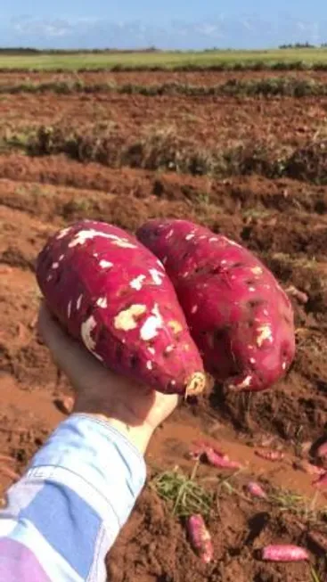 Foto 1 de Fazenda/Sítio à venda em , Touros