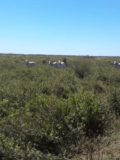 Foto 1 de Fazenda/Sítio com 5 Quartos à venda, 5000m² em Centro, Formoso do Araguaia