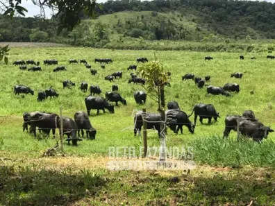 Fazenda/Sítio à venda, 4380000m² no , Iguape