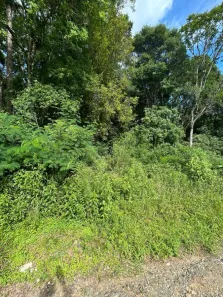 Fazenda/Sítio à venda, 1000m² no Bateias de Baixo, Campo Alegre