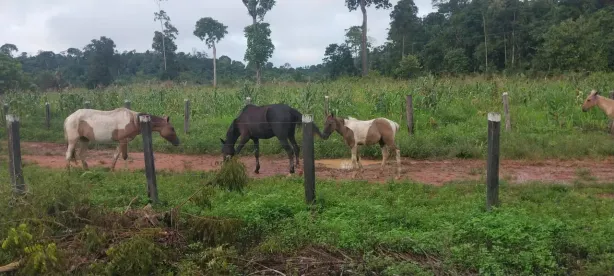 Fazenda/Sítio com 4 Quartos à venda, 3481600m² no , Pacajá