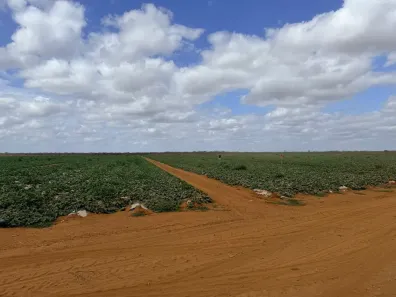 Fazenda/Sítio com 1 Quarto à venda, 1200000m² no , Jandaíra