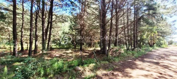 Fazenda/Sítio com 1 Quarto à venda, 40000m² no , Canela