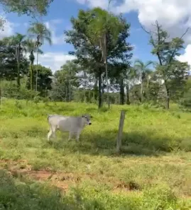 Fazenda/Sítio com 4 Quartos à venda, 615000000m² no , Alvorada do Norte