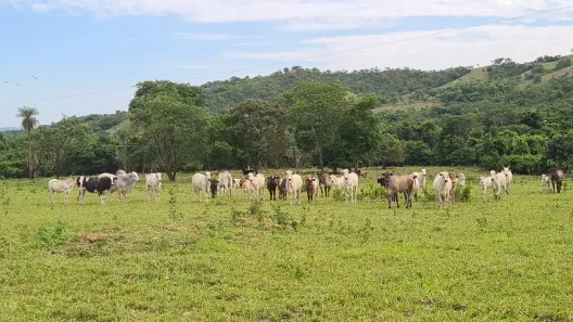 Fazenda/Sítio à venda, 11m² no , Varjão