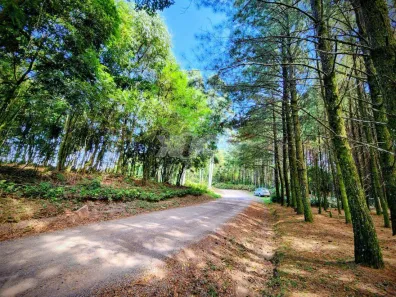 Lote/Terreno à venda, 5000m² no , Nova Petrópolis