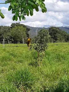 Lote/Terreno à venda, 20000m² no , Jaboticatubas