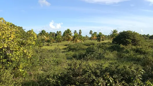 Fazenda/Sítio com 3 Quartos à venda, 28000m² no , Touros