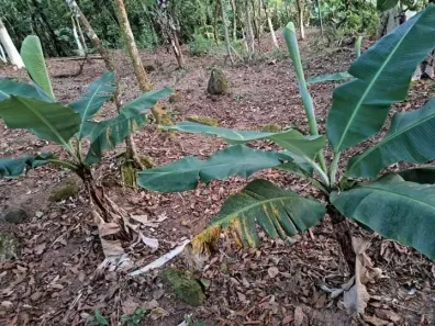 Fazenda/Sítio à venda, 150m² no Agenor de Campos, Mongaguá