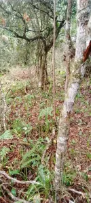 Lote/Terreno à venda, 40m² no , Itanhaém