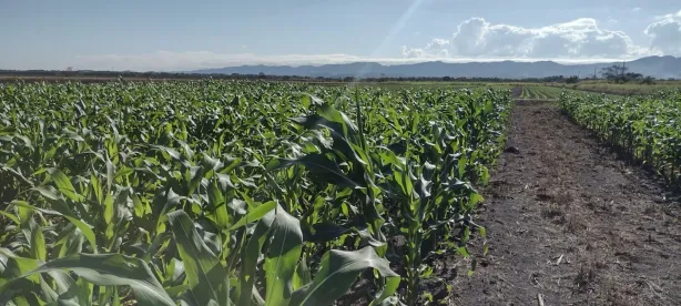 Fazenda/Sítio com 1 Quarto à venda, 100m² no Vila São Geraldo, Taubaté