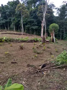 Lote/Terreno à venda, 20000m² no , Morretes