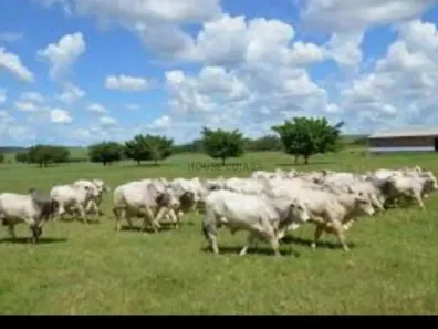 com 8 Quartos à venda, 1000m² no Vila Operária, Rondonópolis