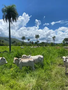 Fazenda/Sítio à venda, 1520000m² no , Vila Boa