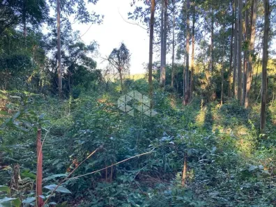 Fazenda/Sítio à venda, 52000m² no Linha Olinda, Nova Petrópolis