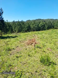 Fazenda/Sítio à venda, 40000m² no Morungava VI (Morungava), Gravataí