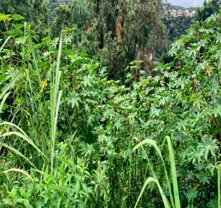 Lote/Terreno à venda, 270m² no Jardim Fogaça, Itapetininga