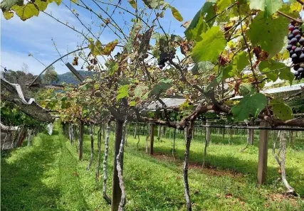 Fazenda/Sítio com 2 Quartos à venda, 220m² no Picada 48 Alta, Ivoti