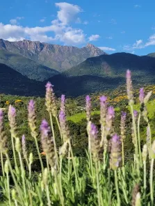Fazenda/Sítio à venda, 26000m² no Engenheiro Passos, Resende