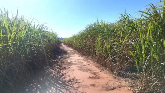 Fazenda/Sítio à venda, 137940m² no , Colorado
