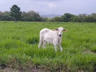 Fazenda/Sítio com 2 Quartos à venda, 100m² no Silva Jardim, Silva Jardim