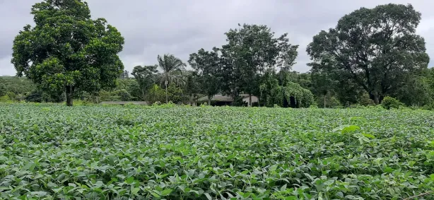 Fazenda/Sítio com 4 Quartos à venda, 120000m² no Área Rural do Paranoá, Brasília