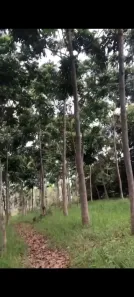 Fazenda/Sítio à venda, 110000m² no , Cláudio
