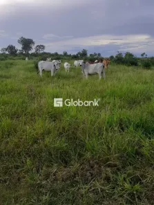 Fazenda/Sítio com 2 Quartos à venda, 17000000m² no Centro, São Francisco
