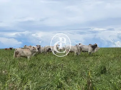 Fazenda/Sítio com 3 Quartos à venda, 300m² no Centro, Campo Grande