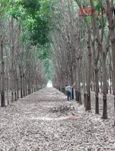 Fazenda/Sítio à venda, 234m² no , Gaúcha do Norte