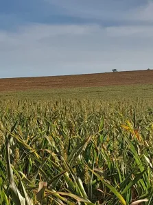 Fazenda/Sítio com 3 Quartos à venda, 3250000m² no , Conquista