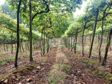 Fazenda/Sítio à venda, 60000m² no Vale dos Vinhedos, Bento Gonçalves
