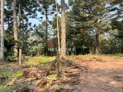 Fazenda/Sítio com 1 Quarto à venda, 2500m² no Centro, São Francisco de Paula