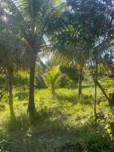 Fazenda/Sítio com 2 Quartos à venda, 7500m² no , Vera Cruz