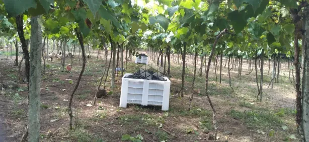 Fazenda/Sítio com 1 Quarto à venda, 300000m² no , Fagundes Varela