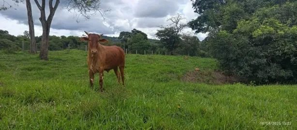 Fazenda/Sítio com 3 Quartos à venda, 1420000m² no , Rubiataba