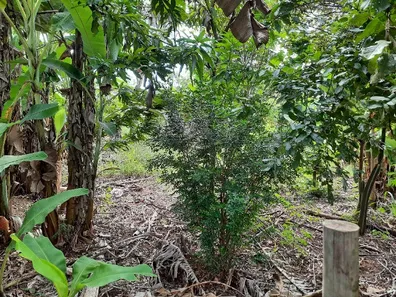 Lote/Terreno à venda, 736m² no , Antônio Dias