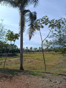 Fazenda/Sítio com 1 Quarto à venda, 242000m² no , Quadra