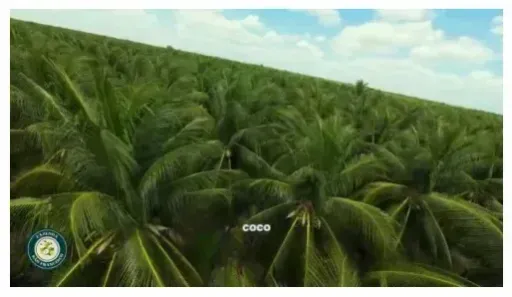 Fazenda/Sítio com 3 Quartos à venda, 1680000m² no , Afonso Bezerra