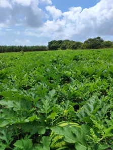 Fazenda/Sítio com 3 Quartos à venda, 2530000m² no , Rio do Fogo