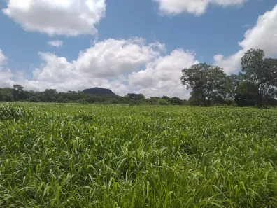 Fazenda/Sítio à venda, 4110000m² no , Arinos