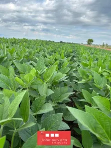 Fazenda/Sítio à venda, 1016400m² no , Santa Rita do Tocantins