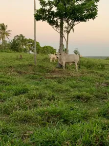 Fazenda/Sítio com 2 Quartos à venda, 270000m² no , Ceará-Mirim
