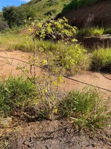 Lote/Terreno à venda, 95000m² no Chácaras Condomínio Recanto Pássaros II, Jacareí