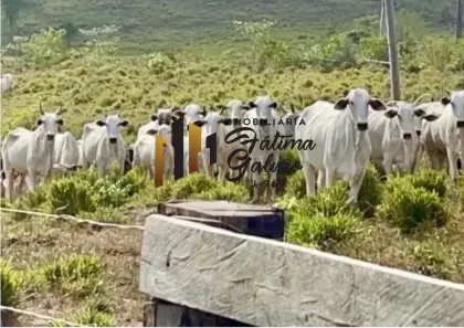 Fazenda/Sítio com 3 Quartos à venda, 6470000m² no , Bujaru