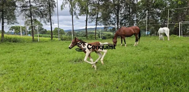 Fazenda/Sítio com 4 Quartos à venda, 10m² no Centro, São José da Varginha