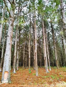 Fazenda/Sítio com 1 Quarto à venda, 1m² no Centro, São Miguel Arcanjo